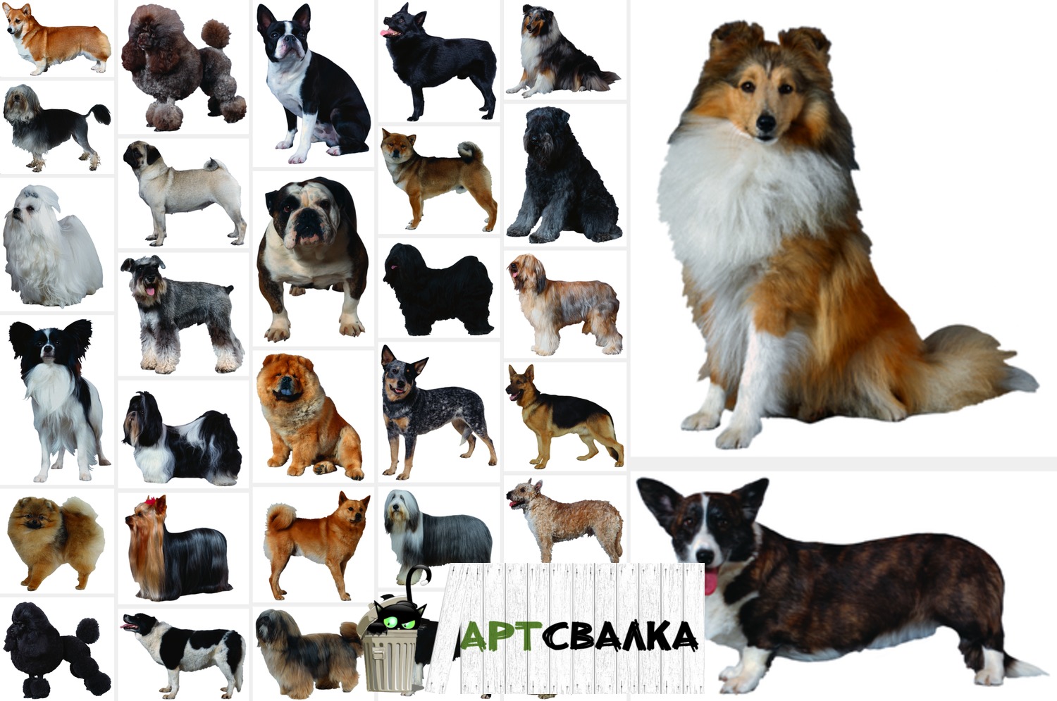 Собаки на белом фоне. Часть 3 | Dogs on a white background. Part 3